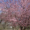 Cherry Tree