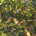 Gray Catbird