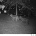 Chicagoland Urban Wildlife