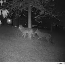 Chicagoland Urban Wildlife