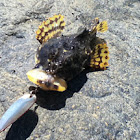 Sculpin