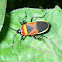 Harlequin Bug