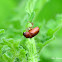 Beetle