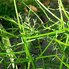 firestick plants, Indian tree spurge, pencil tree, etc