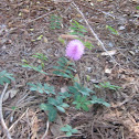 Sunshine Mimosa