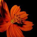 Sulfur Cosmos