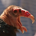Turkey Vulture