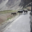 Wild horse