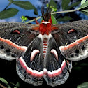 Cecropia Moth