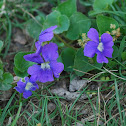 Common Blue Violet