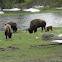 American bison