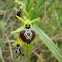 Ophrys