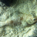 Flatfish