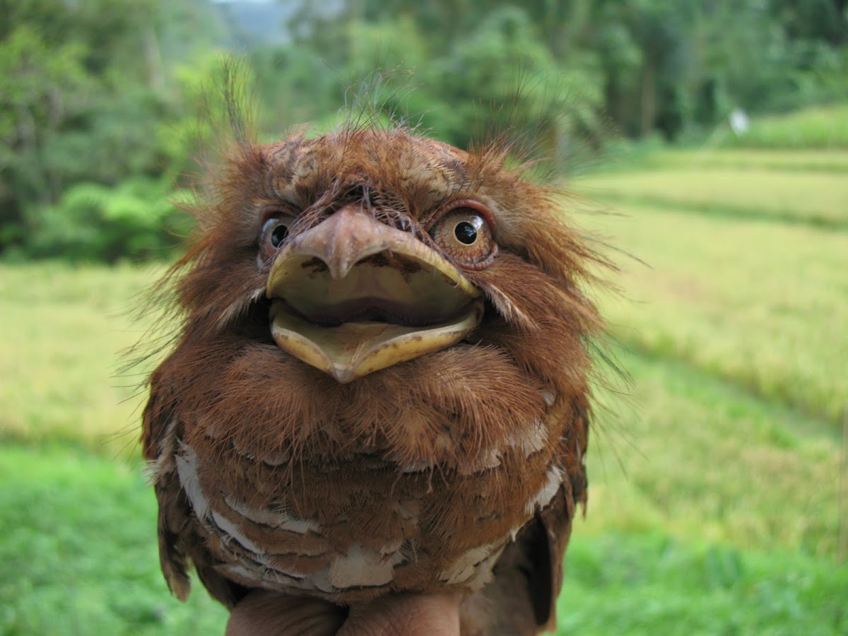 Javan Frogmouth
