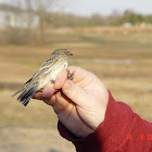 Yellow Rumped Warbler