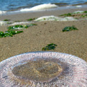 jelly fish