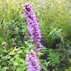 Thick blazing star