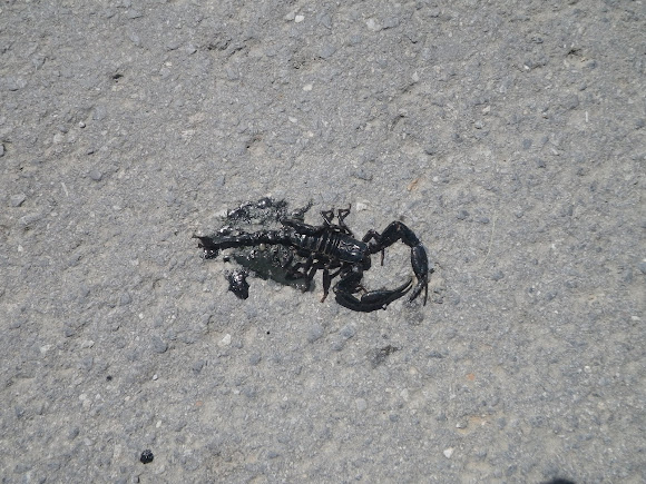 Spotting Image 1