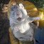 Southern plains wood rat