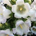 Campanula
