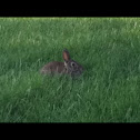 Eastern cottontail
