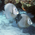 Caribbean Reef Fish of Southern Mexico