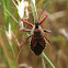 Bee Assassin Bug