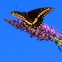 Black Swallowtail