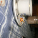 Spider