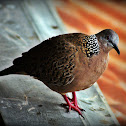 Spotted Dove