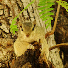 गिलहरी Three-striped palm Squirrel