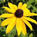 Black-eyed Susan