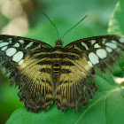 Brown Clipper