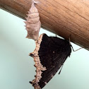 Mourning Cloak