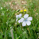 Pale Flax