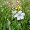 Pale Flax