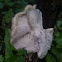 Tree fungus