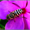 Spotted-eye Syrphid Fly