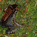 Smokey Jungle Frog