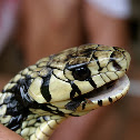 Zopilota