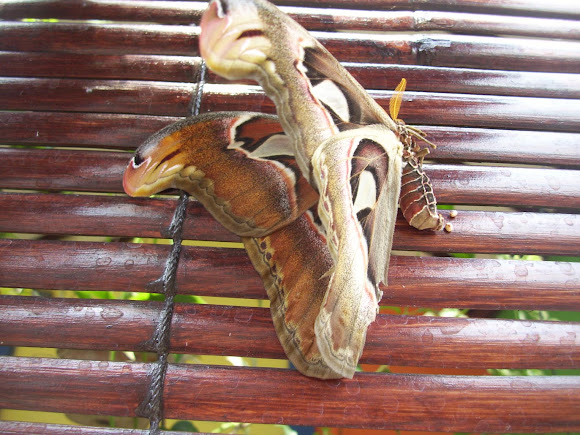Spotting Image 1