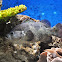 Spotted Soapfish