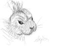 quick sketch -rabbit