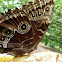 Morpho Butterfly