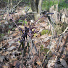 Blue Cohosh