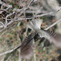 grey monjita; viudita gris