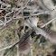 grey monjita; viudita gris