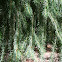 Oregon Pine