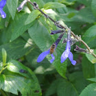 Honey Bee