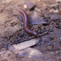 Millipede 